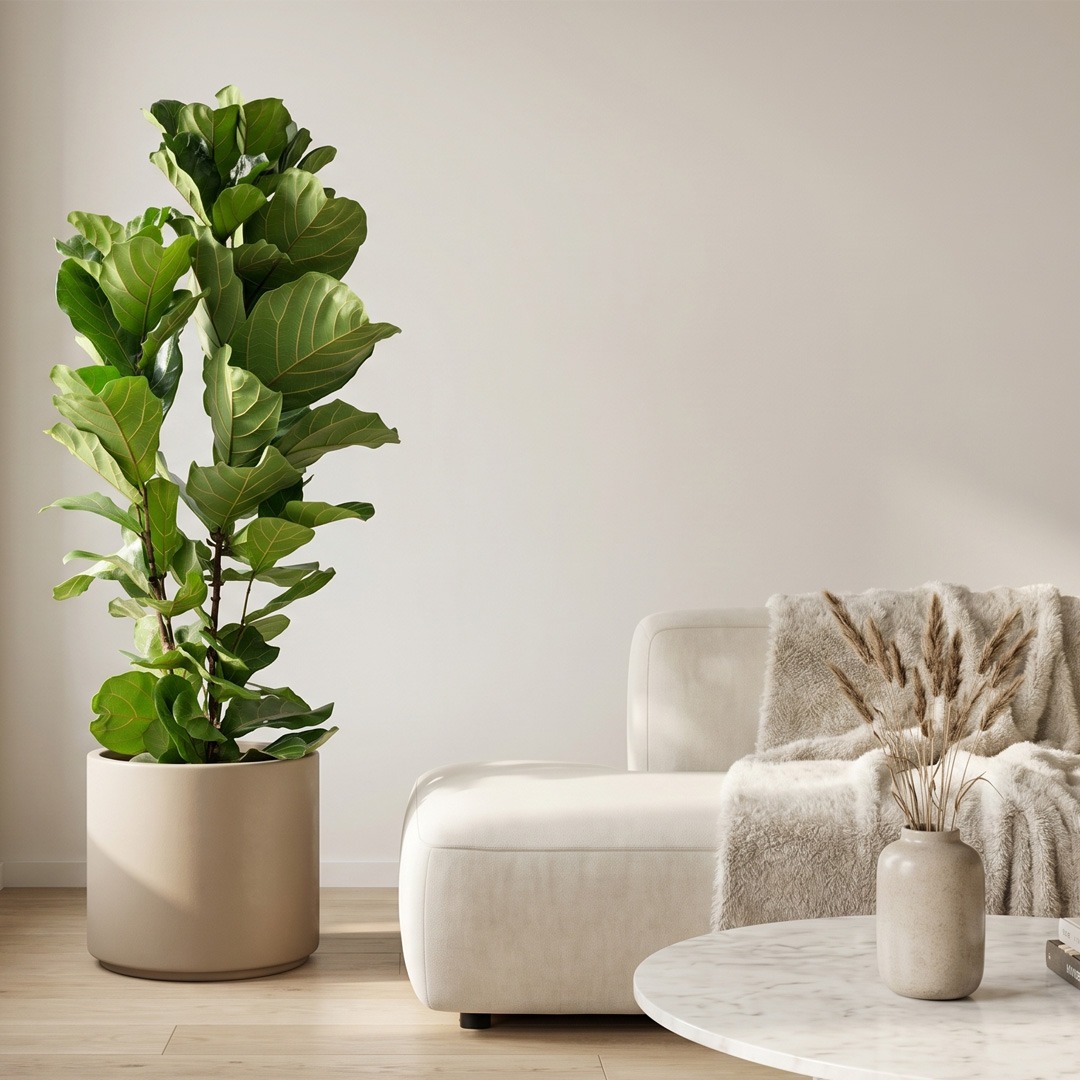 Planta ficus decorativa para interiores modernos Planta ficus en maceta beige junto a sillón blanco y mesa de mármol